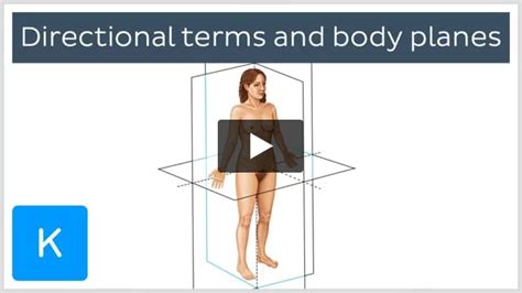 kenhub|kenhub anatomy plane.